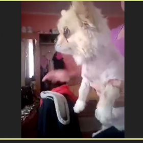Students invited their pets to English class and told interesting stories about them